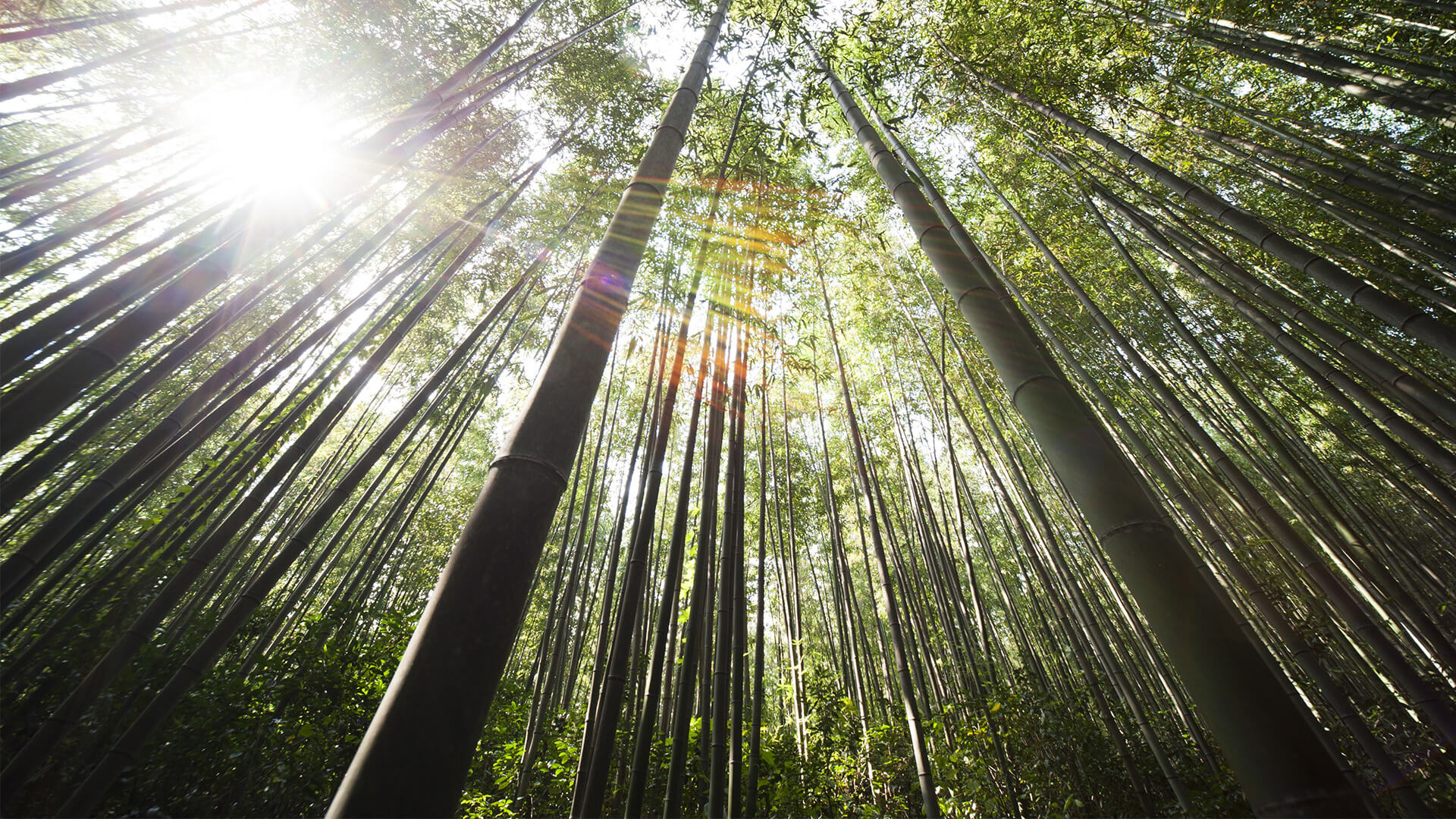 An image of trees in a forest, reaching up into a sunlit canopy. A visual metaphor for the topic of this piece: How your law firm can help to integrate ESG